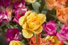 黄色的玫瑰彩色花束