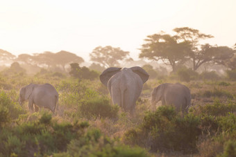 大象前面乞力马扎罗安博塞利肯尼亚