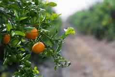 橘子日益增长的树