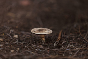加州真菌蘑菇安妮塔奥古斯塔
