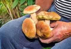 蘑菇收集森林森林快乐