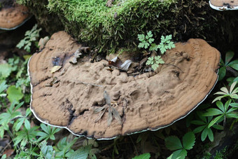 baumpilz树真菌polyporus<strong>扁平化</strong>