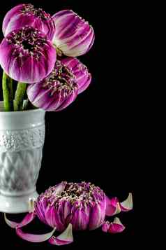 粉红色的莲花花花瓶孤立的黑色的