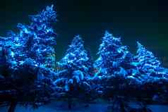 雪覆盖圣诞节树灯冬天仙境森林晚上