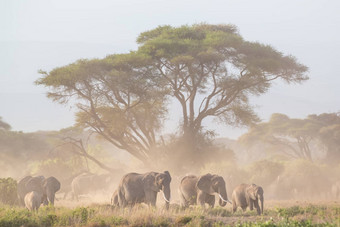 大象前面乞力马扎罗安博塞利肯尼亚