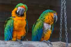 美丽的色彩斑斓的金刚鹦鹉鹦鹉