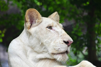 年轻的白色母狮配置文件动物园关闭