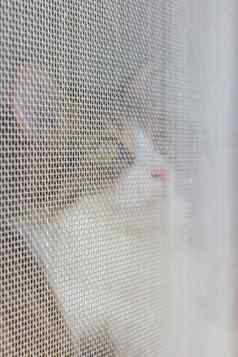 可爱的小猫坐着笼子里