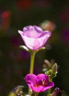 粉红色的马齿苋属的植物花