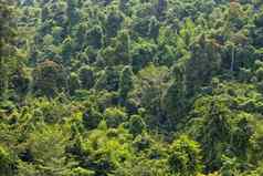 热带热带雨林考县势利小人国家公园泰国