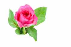 粉红色的玫瑰花瓶孤立的白色