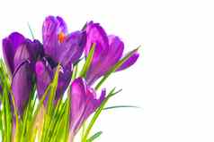 春天花花束紫色的番红花