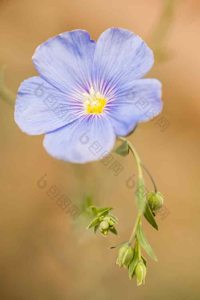 花味蕾亚麻植物