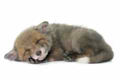 睡觉红色的狐狸幼崽