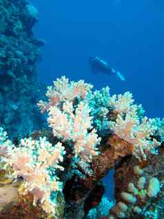 珊瑚礁sof珊瑚潜水员水下