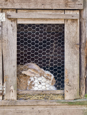 兔子笼子里