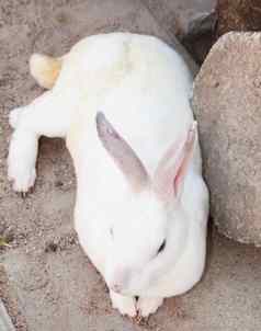 可爱的白色兔子混凝土