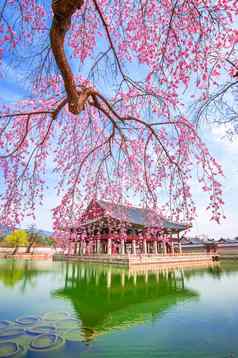 Gyeongbokgung宫樱桃开花春天南韩国