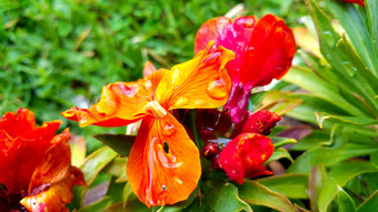 红色的花园花<strong>雨</strong>水特写镜头