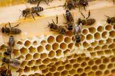 蜜蜂蜂蜜蜂巢