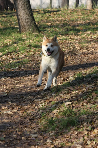 峡谷狗<strong>走运</strong>行森林