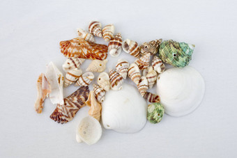 海贝壳装饰白色背景