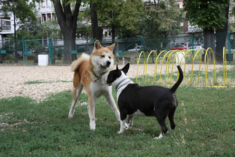 秋田犬犬儒牛梗inroduction