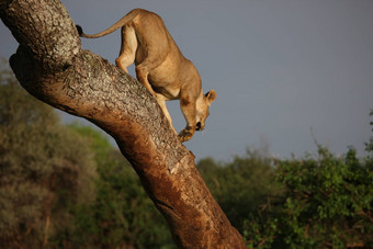 女狮子树<strong>野生</strong>危险的哺乳动物非洲萨凡纳肯尼亚