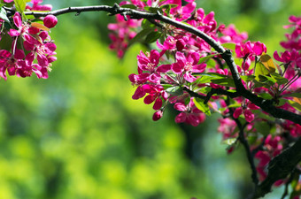 中国人开花种的山楂<strong>野生苹果</strong>花