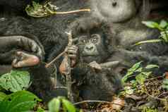 主演的婴儿山大猩猩维龙加国家公园