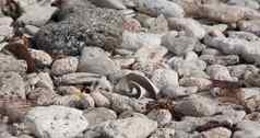 背景自然壳牌白色特写镜头对象食物海夏天图像旅行牡蛎摄影气候沙子热带海滩生活有机贝类材料照片