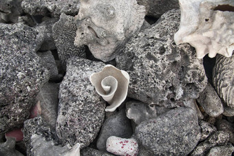 背景自然壳牌白色特写镜头对象食物海夏天图像旅行牡蛎摄影气候沙子热带海滩生活有机贝类材料照片