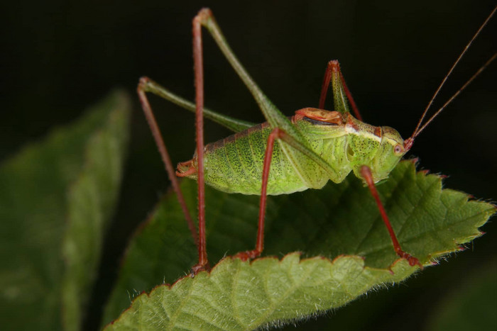 斑点蟋蟀leptophyespunctatissima