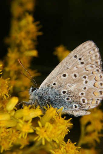 gossamer-winged<strong>蝴蝶小</strong>灰蝶科