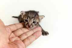 人类手温柔的棕色（的）虎斑小猫