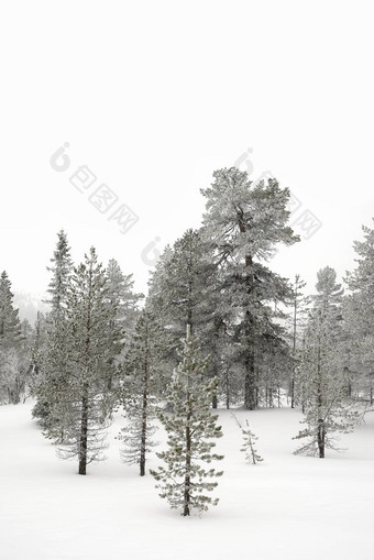 树覆盖雪