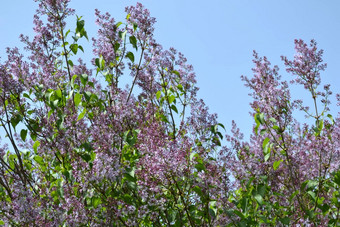 淡紫色花