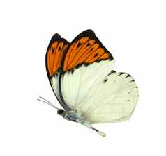 伟大的橙色提示蝴蝶孤立的白色