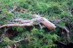 JuniperusCommunis常绿瞻博网络树绿色分支