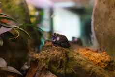 青蛙热带爬行动物亚马逊河丛林动物