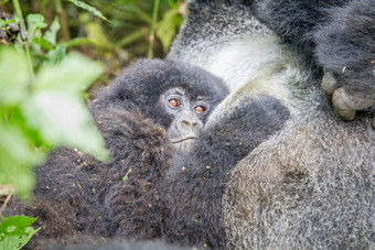 婴儿银背大猩猩山大猩猩维龙加国家公园
