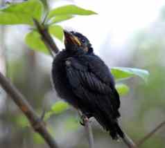 年轻的黑色的杜鹃鸟动物