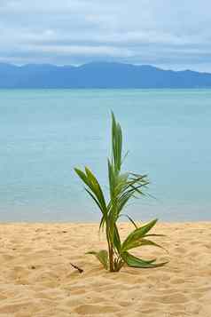 棕榈树发芽沙子海海滩