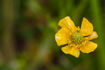 安东尼萝卜<strong>毛茛属植物</strong>bulbosus