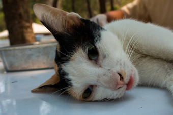 兽医外科医生结扎猫