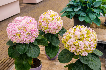 粉红色的白色黄色的绣球花绣球花花锅库肯霍夫公园丽丝荷兰