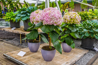 粉红色的白色黄色的绣球花绣球花花锅库肯霍夫公园丽丝荷兰