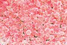 美丽的粉红色的康乃馨花