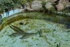 生活鱼水族馆小湖户外