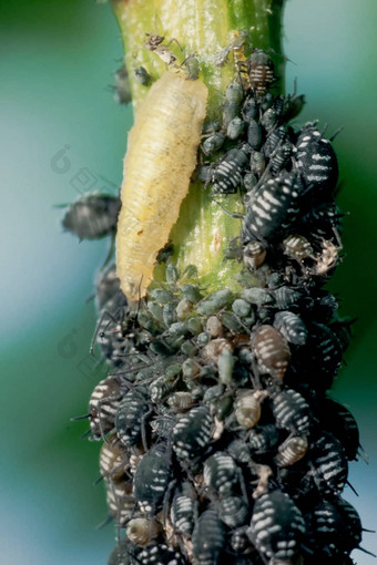 食蚜蝇幼虫喂养蚜虫